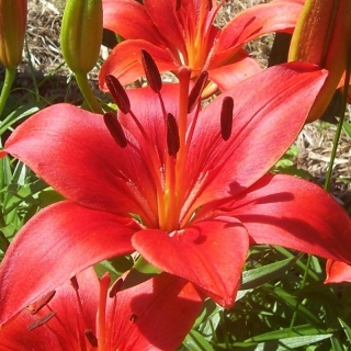 Лилия Детройт