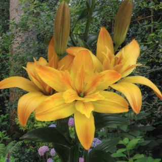 Лилия Голд Твин