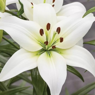 Лилия Навона