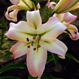 Лилия Притти Вуман