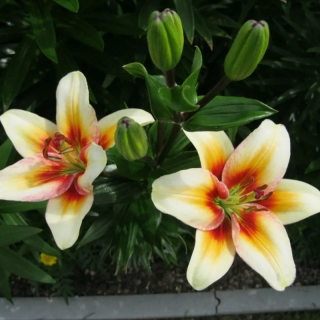 Лилия Тинос