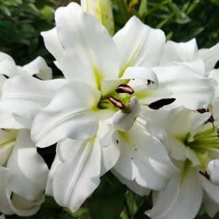 Лилия Уайт Айз