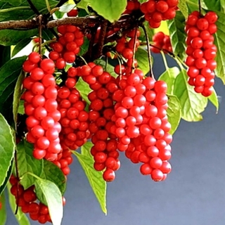 Лимонник Волгарь китайский