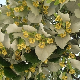 Липа пушистая Королевское золото