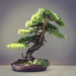 Лиственница Принца Рупрехта (большой пакет)