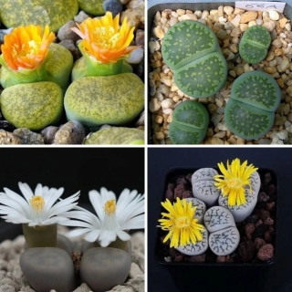 Литопс Живые Камни