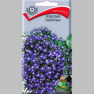 Лобелия Голубой бриз