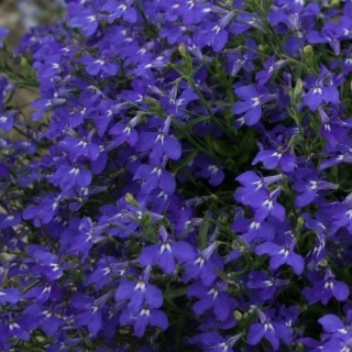 Лобелия Голубой бриз