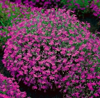 Лобелия Лилово-красный каскад (ампельная)