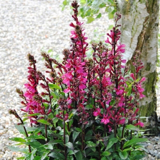 Лобелия Невесомость (прекрасная)