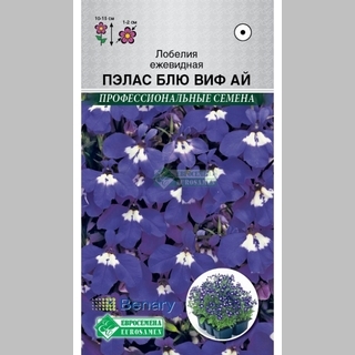 Лобелия Пэлас Блю Виф Ай ежевидная