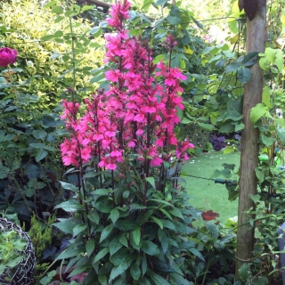 Лобелия Старшип Роуз