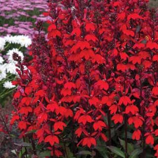 Лобелия Вулкан (прекрасная)