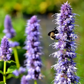 Лофант Анисовый