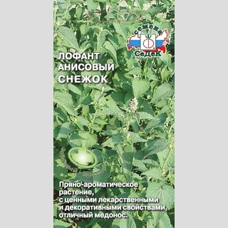 Лофант анисовый Снежок