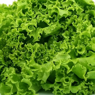 Салат Лолло Бионда