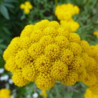 Лонас Инодора