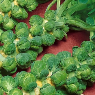 Капуста Лонг Айленд (брюссельская)