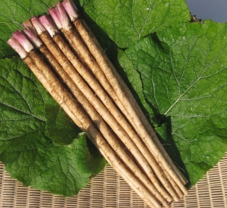 Лопух Самурай японский