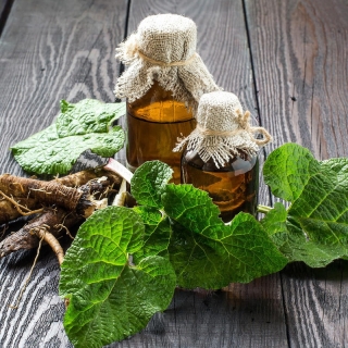 Лопух Врачеватель большой