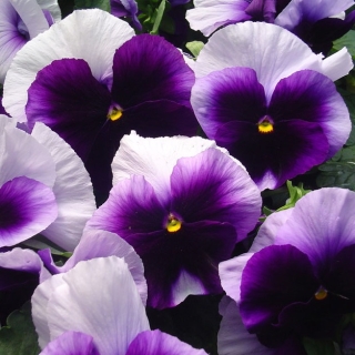 Виола Лорд Биконсфилд (Виттрока)