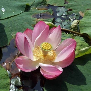 Лотос орехоносный (Nelumbo nucifera) (большой пакет)