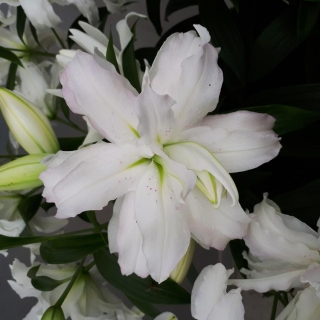 Лилия Лотус Бьюти