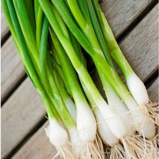 Лук Апрельский (батун)