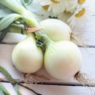 Лук Барлетта репчатый