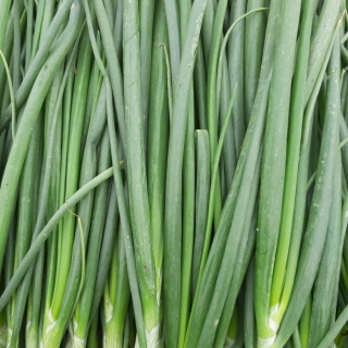 Лук Харукиока батун