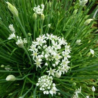 Лук Китайский чеснок (душистый)