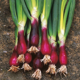 Лук Красный подснежник батун