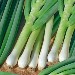 Лук Белое перо на зелень