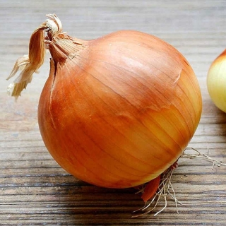 Лук Один сезон F1