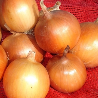 Лук Однолетний Сибирский репчатый