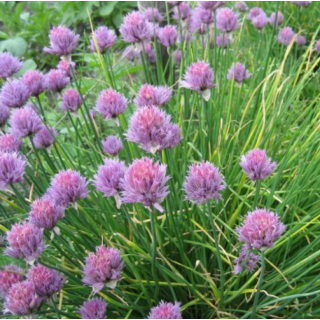 Лук Богемия шнитт