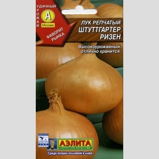 Лук Штуттгартер ризен (репчатый)