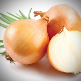 Лук Детский Чиполлино F1 ®