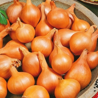 Лук Аристократ шалот