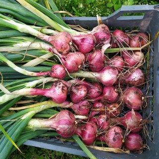 Лук Истобенский шалот