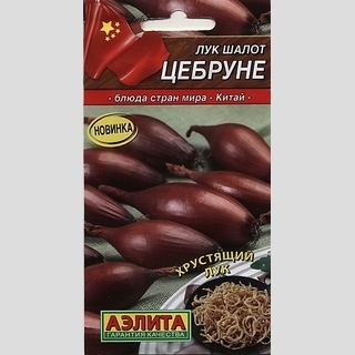 Лук Цебруне (шалот)