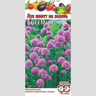 Лук Богемия шнитт