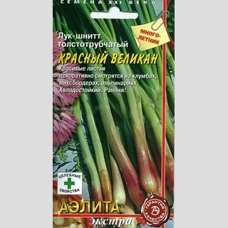 Лук Красный великан (шнитт)