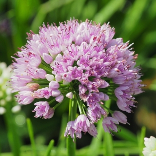 Лук Воздушное облако (стареющий)