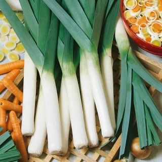 Лук Страус порей