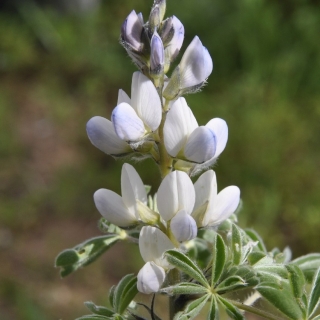 Люпин Белозерный 110 0,5 кг (большой пакет)