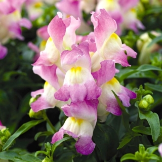 Львиный зев Кракл энд Поп F1 Эпплблоссом