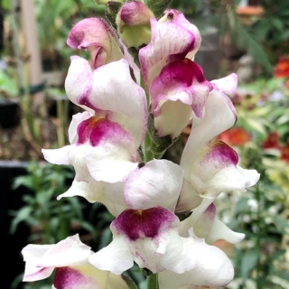 Львиный зев Кракл энд Поп F1 Лавендер Биколор