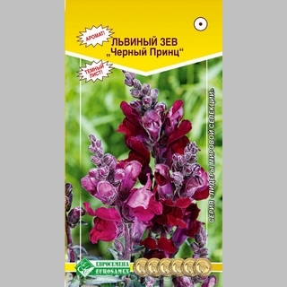 Львиный зев Черный Принц