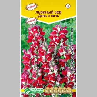 Львиный зев День и Ночь